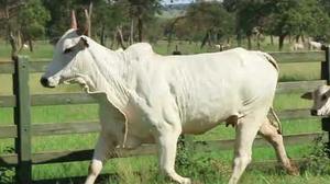 Bovino nelore branco caminhando ao longo de uma cerca de madeira, em pasto verde.