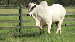 Bovino nelore branco junto a uma cerca de madeira, em pasto verde.