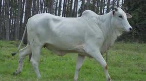 Bovino nelore branco caminhando em pasto, com eucaliptal ao fundo.