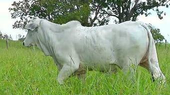 Bovino nelore branco em pasto alto, com árvores ao fundo.
